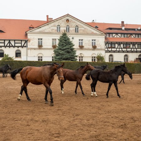 Stado Ogierów Książ